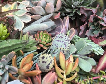 FREE SHIPPING - 40 succulents - No repeats