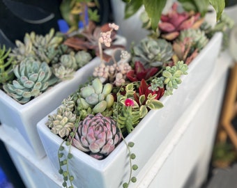 Succulent cuttings -10 pack