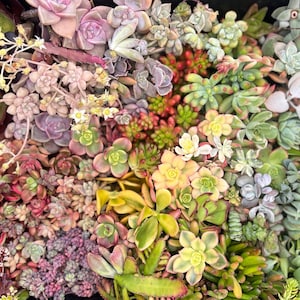 May include: A close-up of a variety of succulent plants in different colours and textures. The succulents are arranged in a cluster, creating a colourful and vibrant display.