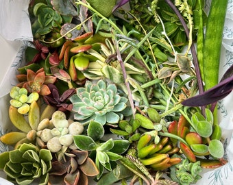 FREE GIFT with every purchase - Succulent cuttings -10/20/40 pack