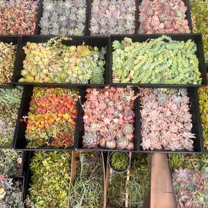 May include: An overhead shot of various succulents in black trays. The plants display a range of colours, including green, red, pink, and purple. Some trays are filled with a single type of succulent, while others contain a mix. The arrangement suggests a nursery or garden centre.