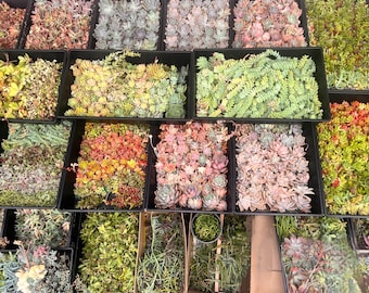 FREE SHIPPING 45+ MINI succulent cuttings