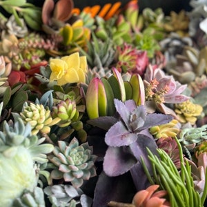 May include: A close-up of a selection of succulents in various colours, including green, purple, yellow, and red. The arrangement features diverse shapes and textures, creating a vibrant display of plant life. The image highlights the natural beauty of these drought-resistant plants.