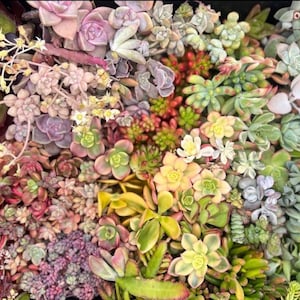 FREE GIFT with every purchase - Succulent cuttings -10/20/40 pack