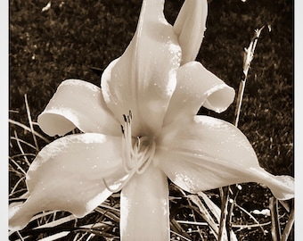 Blooming Lily Canvas Print: Giclée Floral Wall Art