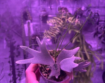 Platycerium Willinckii Jewel Sporeling - Etsy