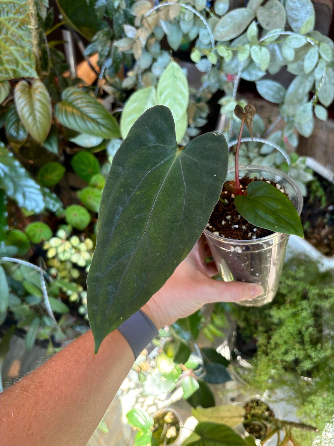 Anthurium Ree Pap Anthurium Ree Gardens Papillilaminum X Self - Etsy