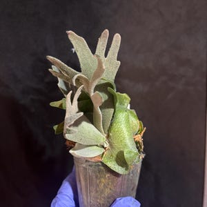 Bactéries Platycerium Willinckii
