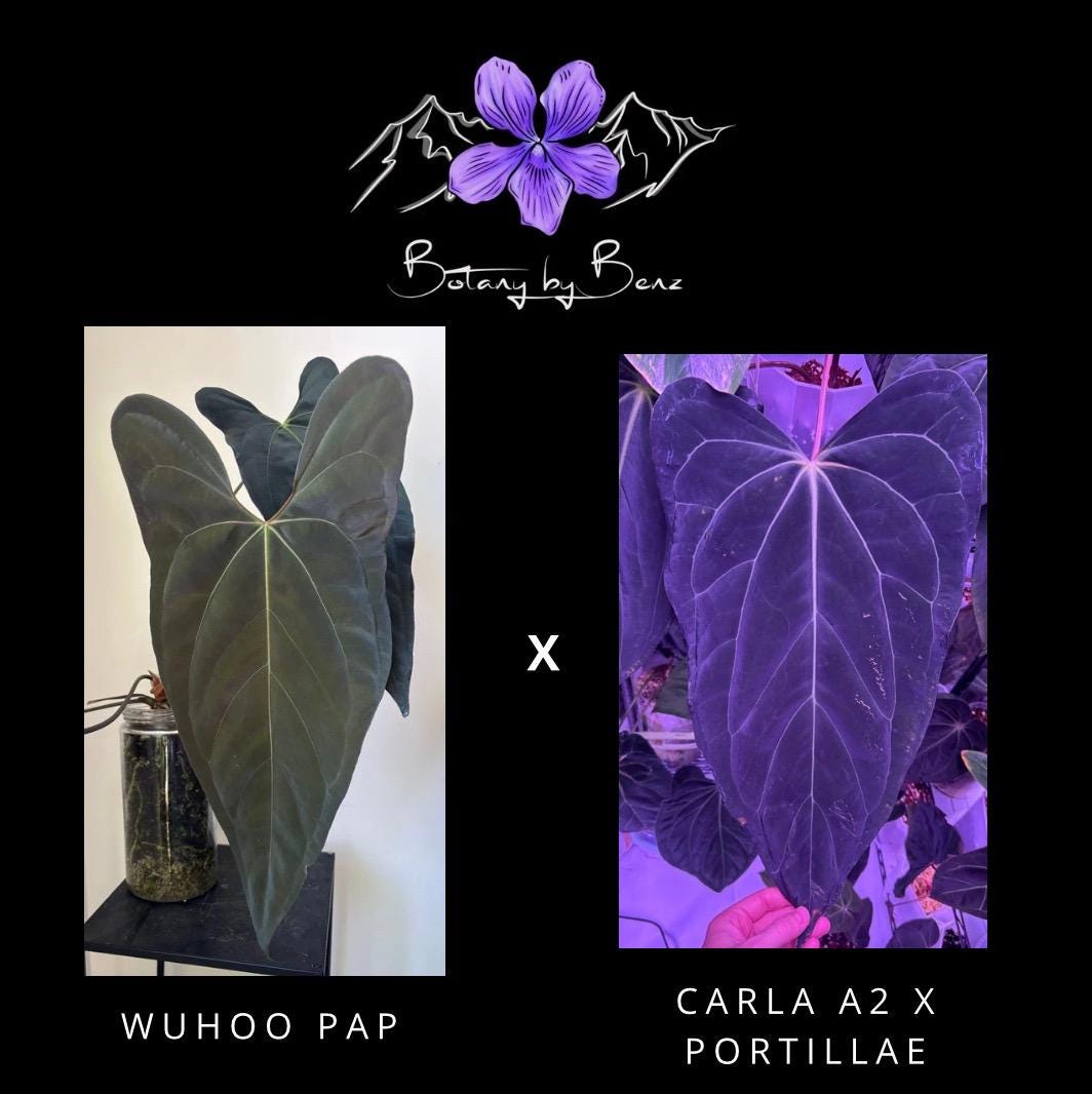 アンスリウム　portillae✖️RVDP 斑入り アンスリウム portillae✖️RVDP 斑入り - メルカリ