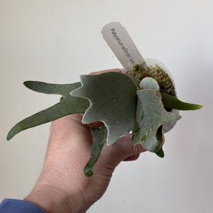 Platycerium Willinckii Jade Girl - Etsy