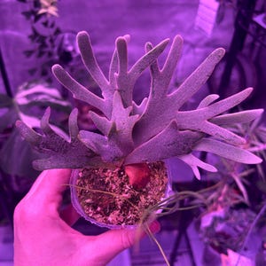 Platycerium Willinckii Jade Girl - Etsy