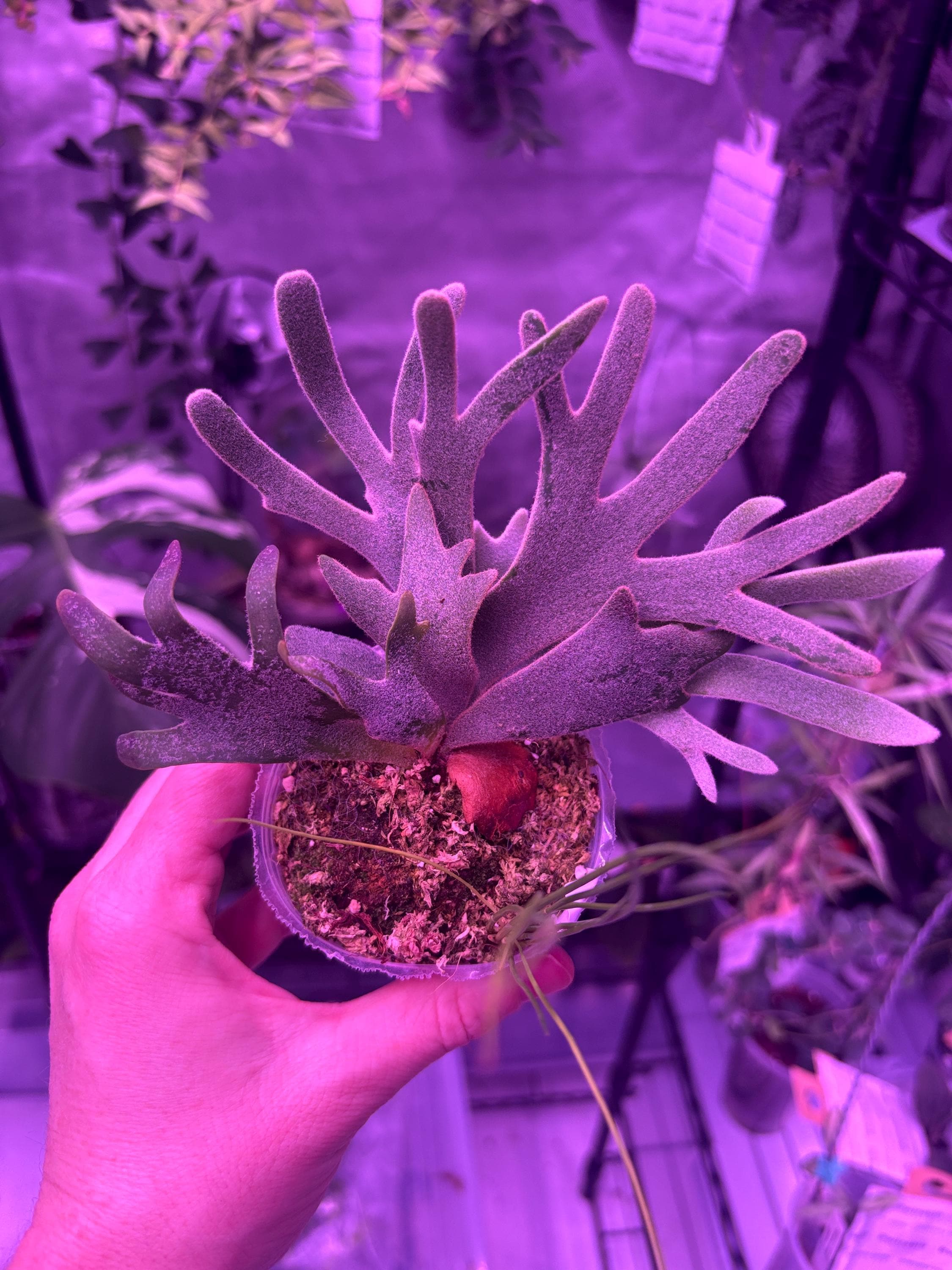 Platycerium Willinckii - Etsy