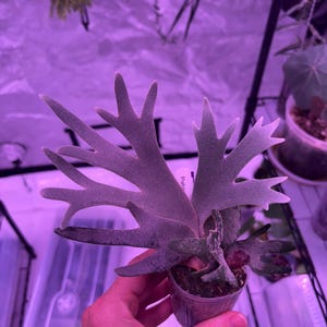 速達！P.willinckii ’Jade Girl’ spore 1610 Platycerium willinckii 'Jade Girl' Staghorn Fern – Carnivero