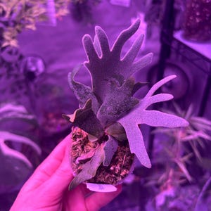 Platycerium Madagascariense - Etsy