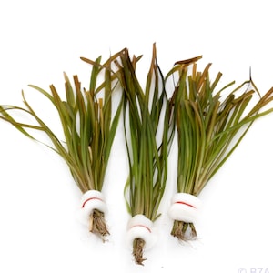 Vallisneria Spiralis Live Aquarium Plant Ribbon Leaf Background for Freshwater Tanks