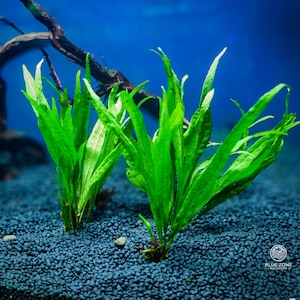 May include: Bright green aquatic plants with long, slender leaves are planted in dark blue gravel. The plants are in an aquarium setting with a blue background and a piece of driftwood. The Blue Zone Aquarium logo is visible in the bottom right corner.