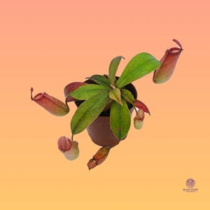 Tropical Pitcher Plants | Nepenthes Hybrid | Live Carnivorous Plants in 2&quot; Pots