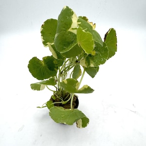 Variegated Pennywort Potted – BZA Recommended, Vigorous & Melt-Resistant