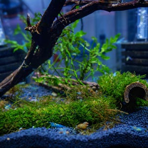 May include: An underwater aquarium scene featuring a dark brown branch and a log covered in vibrant green moss. The aquarium has a dark blue gravel substrate and lush green plants. The Blue Zone logo is visible in the background.