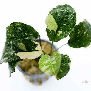 Anubias Panda Marble Live Aquarium Plant | Potted Easy Low Light Aquascape Plant