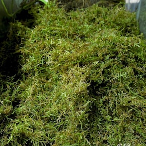 May include: Close-up of vibrant green moss, with a mix of lighter and darker shades, creating a textured appearance. The moss appears fresh and lush, suitable for terrariums or decorative purposes. The image is well-lit, highlighting the natural details.
