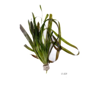 Jungle Vallisneria gigantea – Live Aquarium Plant – Tall Background Grass – Easy Freshwater Aquascaping Plant