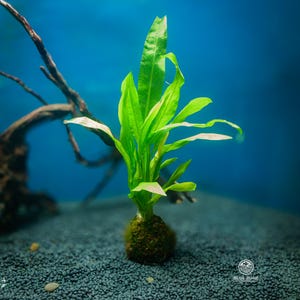 May include: A vibrant green aquatic plant with long, pointed leaves. The plant is rooted in a moss-covered ball, set against a backdrop of dark gravel and a blue background. The image is well-lit, highlighting the plant's fresh appearance.