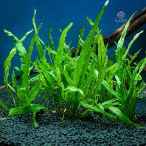 May include: A cluster of vibrant green aquatic plants with long, slender leaves. The plants are in an aquarium with dark gravel and a blue background. The image includes the text "BLUE ZONE AQUARIUM" in a circular logo.