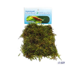 Freshwater Moss Flat Pack – Java, Christmas, or Flame Moss