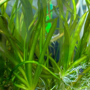 Jungle Val Red Vallisneria Live Aquarium Plant ceramic ring | Buy 2 Get 1 Free | Background Plant | Easy Care | Hardy | Great for Fish Tanks