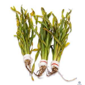Vallisneria ‘Contortionist’ – Weighted Bunch (Live Aquarium Plant)