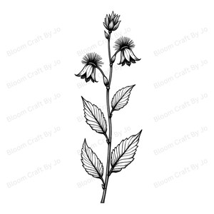 Humo de pradera / Clip Art de flores silvestres americanas: Arte lineal botánico minimalista / Descarga digital / Conjunto de ilustraciones de la naturaleza