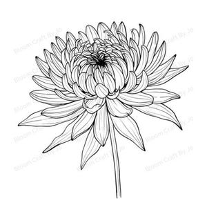 Image clipart fleur de naissance chrysanthème – dessin au trait botanique minimaliste (lot de 10) | Fleur de novembre | Téléchargement numérique | 300 ppp