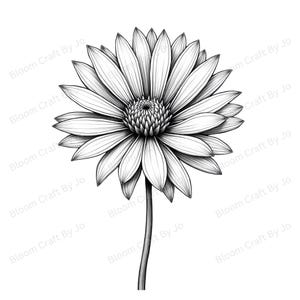 Clip art de áster de Nueva Inglaterra / flor silvestre americana: arte lineal botánico minimalista / descarga digital / conjunto de ilustraciones de naturaleza