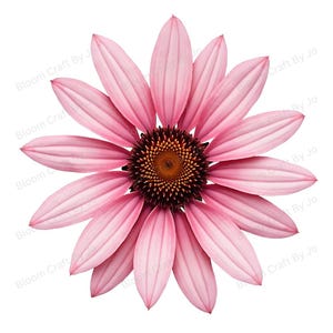 Zonnehoed uit Tennessee | American Wildflower-illustraties – aquarel botanische kunst | Digitale download | Natuurillustratieset