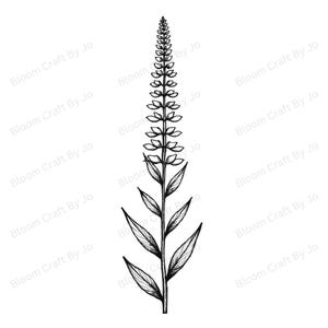 Planta obediente / Clip art de flor silvestre americana: arte lineal botánico minimalista / Descarga digital / Conjunto de ilustraciones de la naturaleza