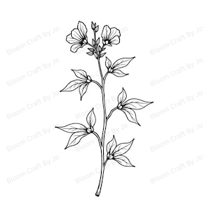 Imágenes prediseñadas de geranio silvestre/flor silvestre americana: arte lineal botánico minimalista/descarga digital/conjunto de ilustraciones de la naturaleza
