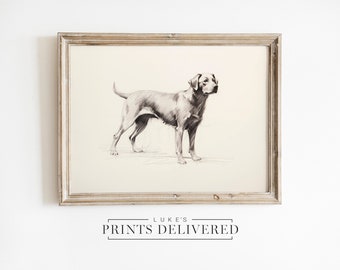 Labrador Drawing Portrait Art Print - Fine Art, Semi-Glossy & Matte Finish Paper - Minimalist Silver Pet Dog Sketch Artwork