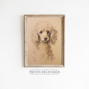 Poodle Portrait Drawing Print - Cute Small Dog Sketch - Fine Art, Semi-Glossy & Matte Finish Paper - Rustic Style Pet Artwork