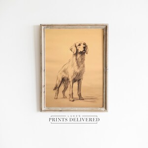 Rustic Golden Retriever Standing Sketch Print