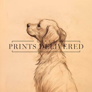Golden Retriever Drawing Art Print