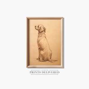 Golden Retriever Drawing Art Print