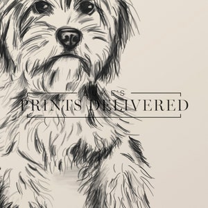 Cavoodle Sketch Art Print