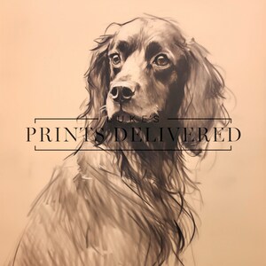 Moody Spaniel Drawing Art Print