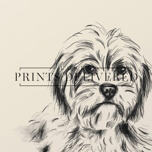 Cavoodle Sketch Art Print