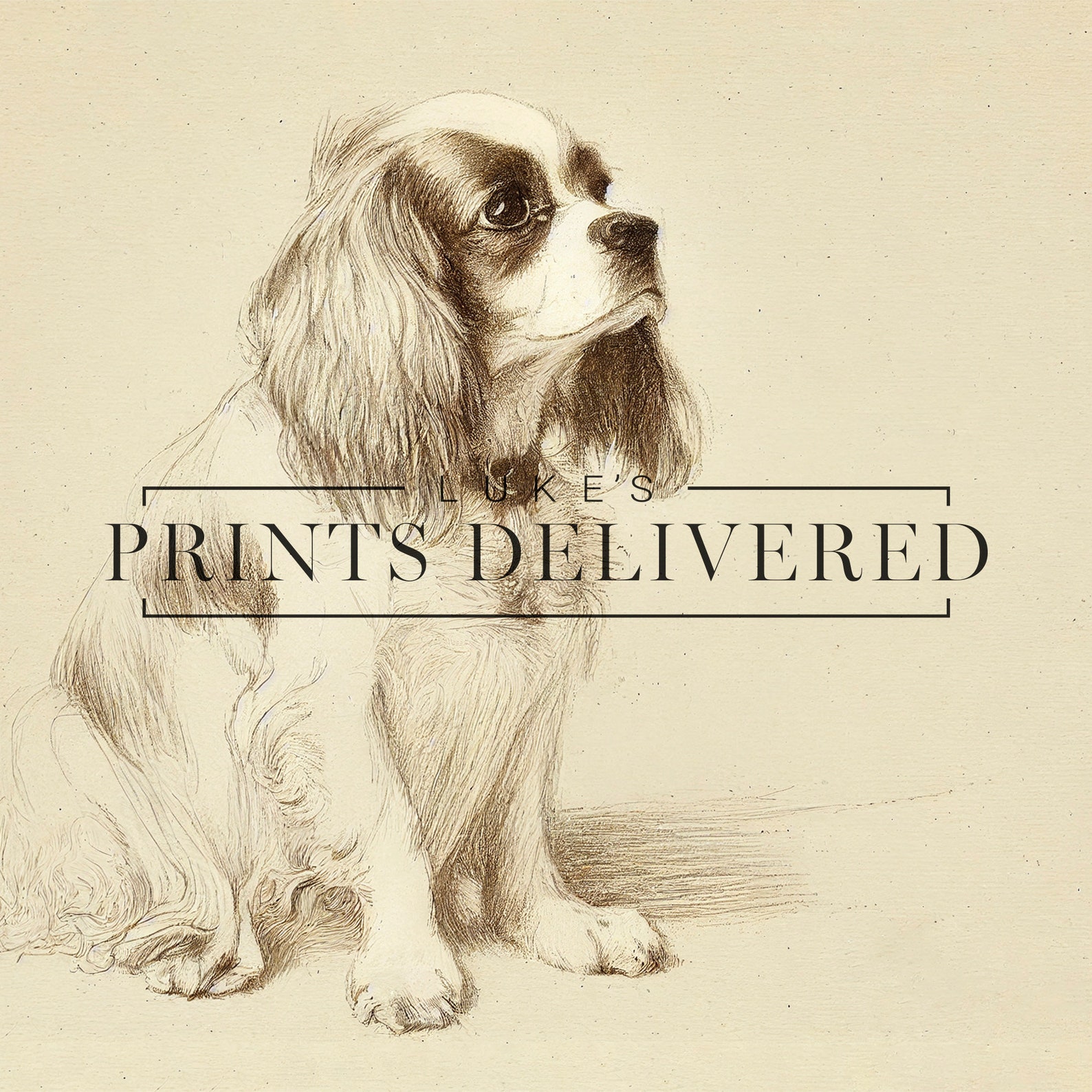 Cavalier Sketch Art Print - King Charles Dog Drawing - Vintage Style ...