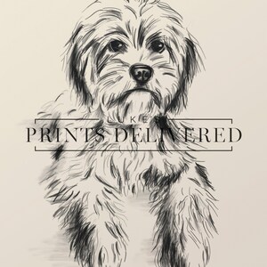 Cavoodle Sketch Art Print