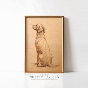 Golden Retriever Drawing Art Print
