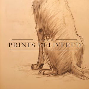 Golden Retriever Drawing Art Print