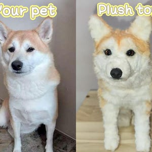 May include: A side-by-side comparison of a Shiba Inu dog and a plush toy replica. The real dog is sitting, with tan and white fur. The plush toy has similar coloring and features, with the text "Your pet" and "Plush toy" above each image.